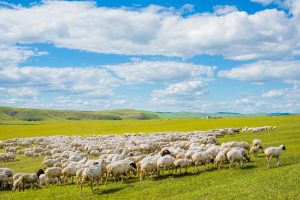 呼伦贝尔: 你不可错过的辽阔草原和兴安秋色!-Stars柳岸晚风