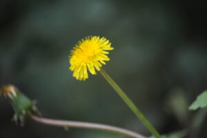 「美文共享」心向美好，慢慢修行-Stars柳岸晚风