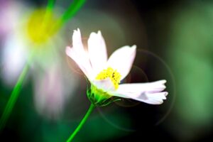 健康，生活，感情，处世，人生（深度好文）-Stars柳岸晚风