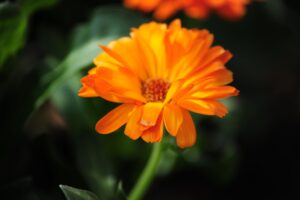 励志正能量美文，读一读让你的心灵平静，品一品让生活充满美好-Stars柳岸晚风