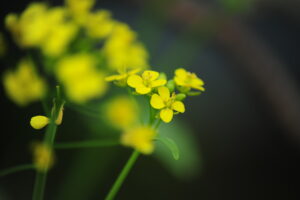 美文语段摘抄，阅读会给你生活增加快乐和美好-Stars柳岸晚风