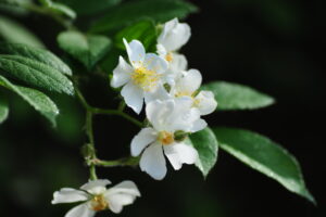 美文共赏：有一种幸福，叫简单-Stars柳岸晚风