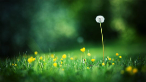 心若唯美，岁月沉香（经典美文）-Stars柳岸晚风