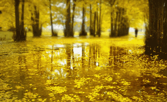 图片[2]-秋夜听雨-Stars柳岸晚风