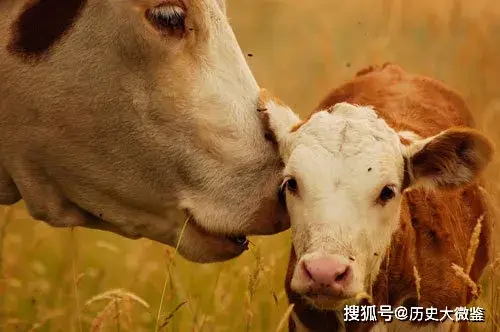 舐犊情深的发音__舐犊情深的拼音怎么拼写